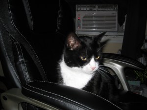 This is the cat's office chair!